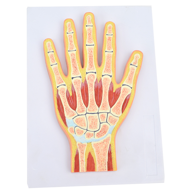 High Reproduction and Accuracy Medical Teaching Models Bone Color Human Teaching Skeleton Model of Hand Section