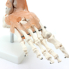 Medical Teaching Models Bone Color Human Skeleton Foot Joint Model