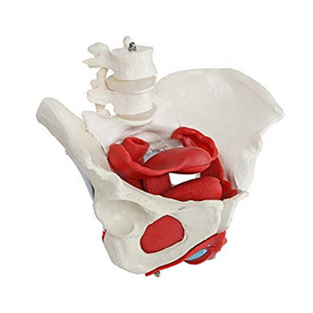 Hot Selling Medical Teaching Models Teaching Anatomical Model Adult Female Pelvis Rounded Shape