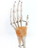 Best Selling Hand Functionality Demonstration Lab Models Life-Size Ligaments PVC Hand Joint