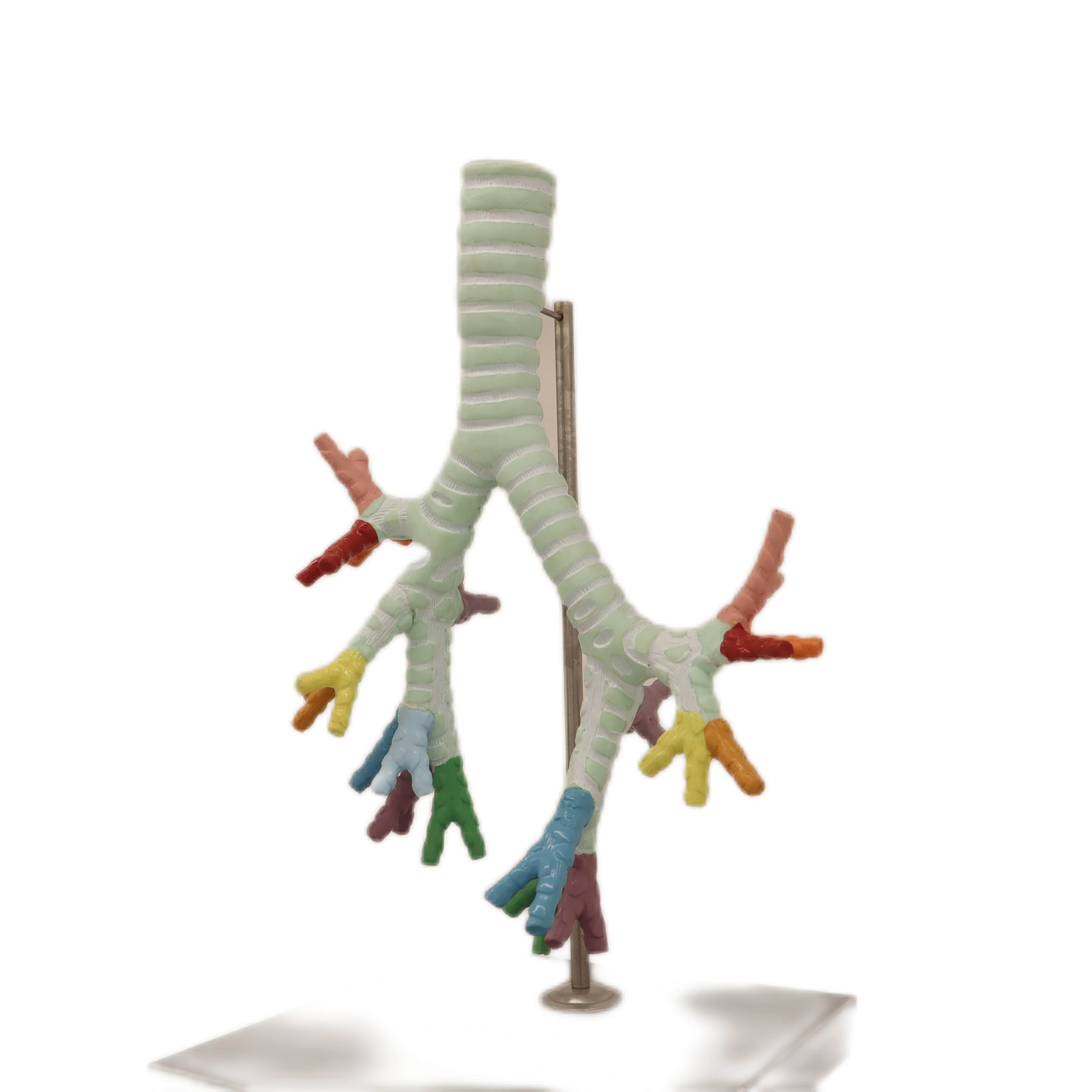 Medical Teaching Models Bone Color Human Teaching Skeleton Model of Model of The Trachea and The Bronchus Bronchipulmonary Segment