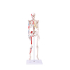 Medical Teaching Models Bone Color Human Teaching Skeleton 170cm Human Muscular Skeleton of PVC
