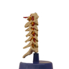 Medical Teaching Models Bone Color Human Cervical Vertebra Model Skeleton Model