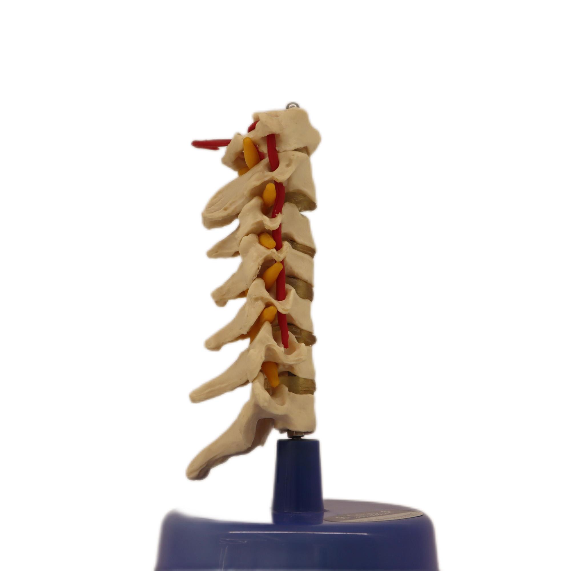 Medical Teaching Models Bone Color Human Cervical Vertebra Model Skeleton Model