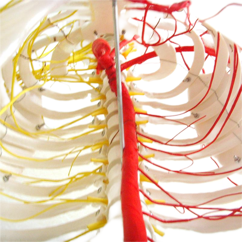 Medical Teaching Models Bone Color Human Teaching Skeleton 170cm Human Skeleton with Main Arteries and Spinal Nerves of PVC