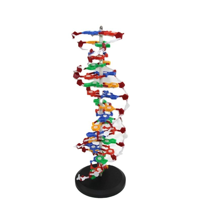 Biology Human Student School Teaching Educational Colorful Model DNA Model of PVC