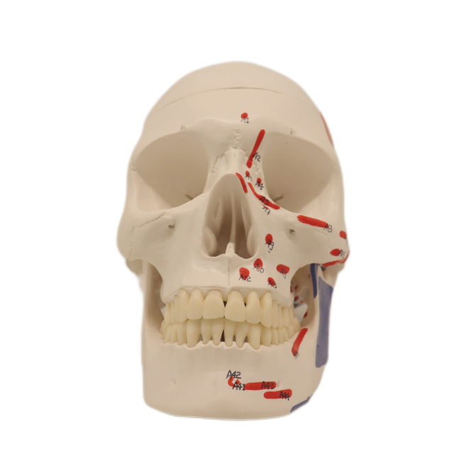 Medical Teaching Models Bone Color Human Teaching Skeleton Human Muscular Skull of PVC