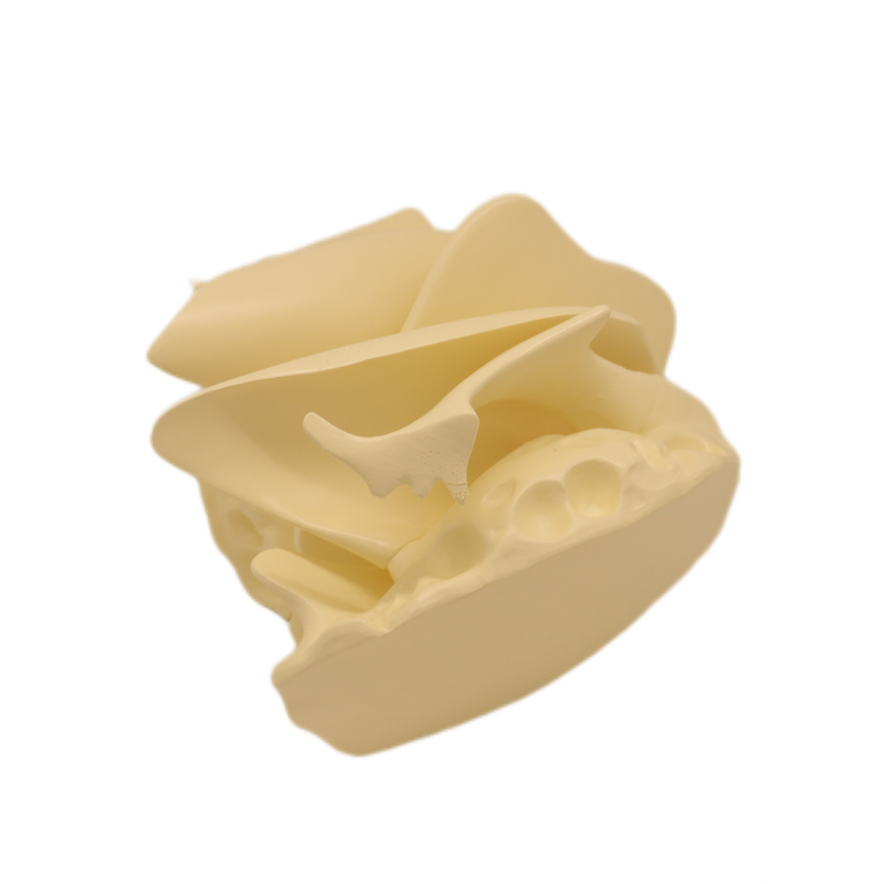 Medical Teaching Models Bone Color Human Teaching Skeleton Model of Expansion Model of Ethmoid Bone