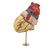 Medical Teaching Models Bone Color Human Skeleton Heart Dissection Model