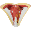 Lab Medical Teaching Models Male Perineum Model of PVC