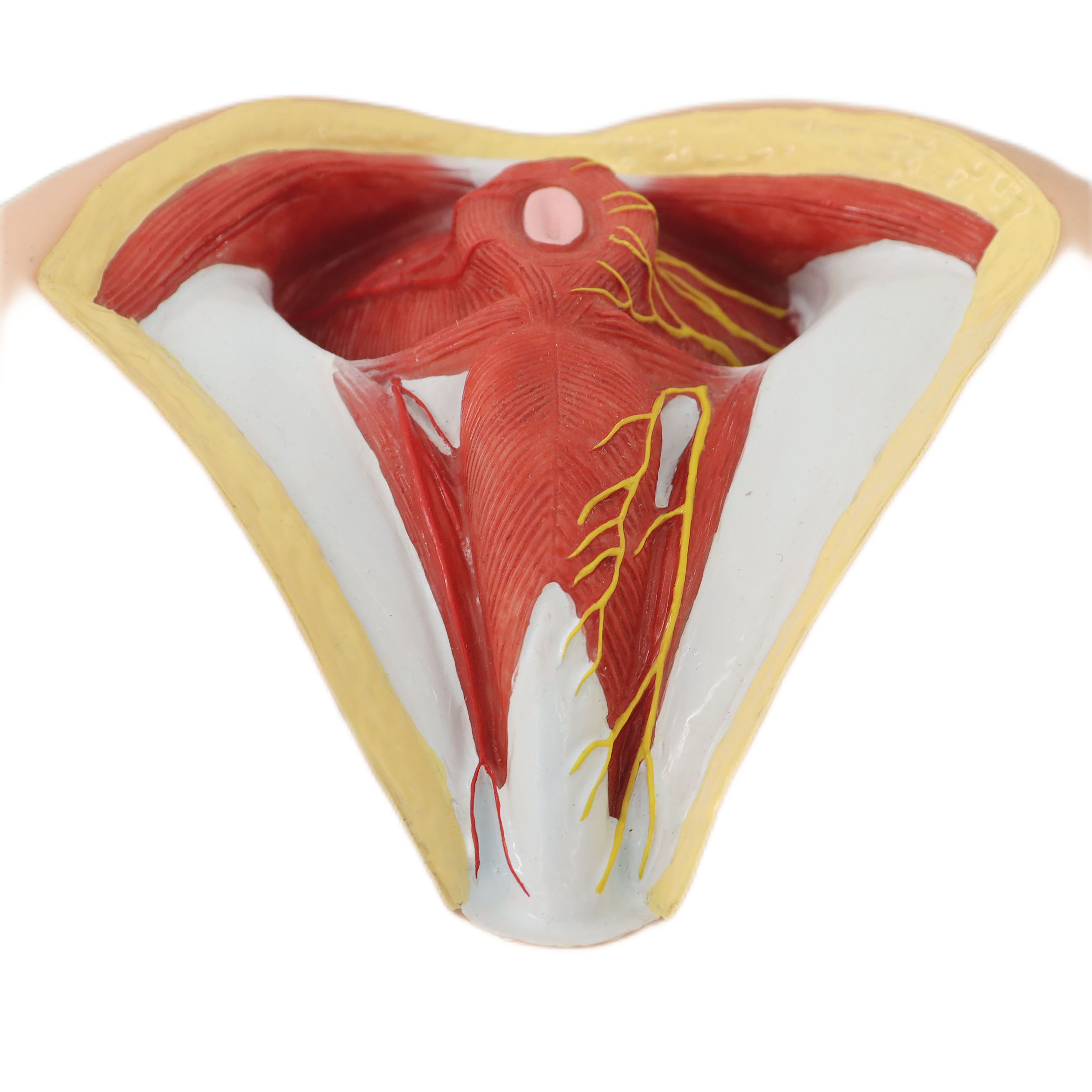 Lab Medical Teaching Models Male Perineum Model of PVC