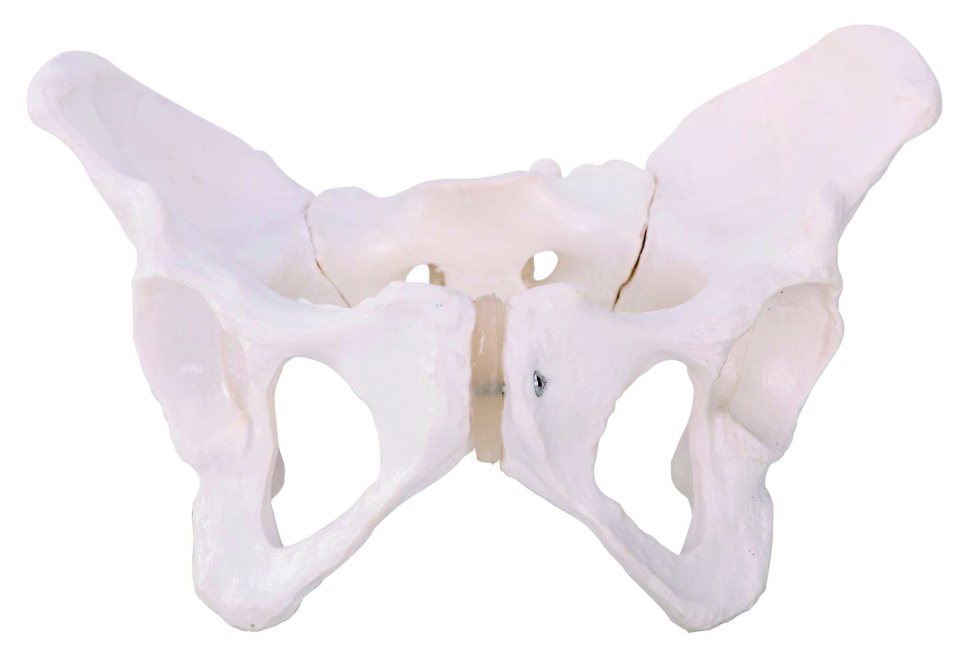Hot Selling Medical Teaching Models Teaching Anatomical Model Adult Female Pelvis Rounded Shape