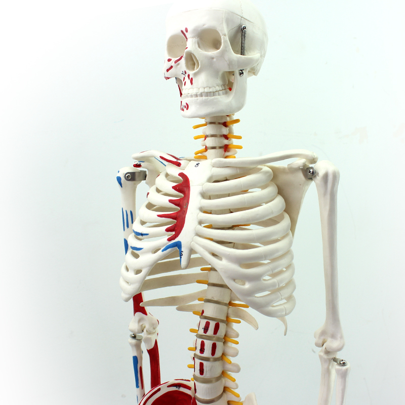 Medical Teaching Models Bone Color Human Teaching Skeleton 170cm Human Muscular Skeleton of PVC