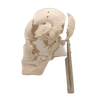 Good Selling Classic Lab Teaching Models The Separated Human Skull Model of PVC