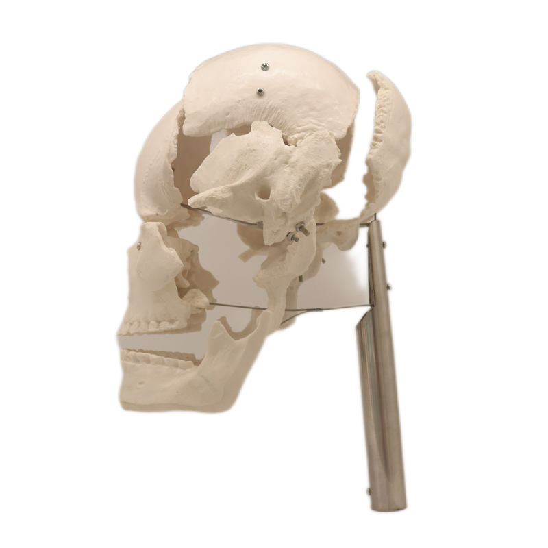 Good Selling Classic Lab Teaching Models The Separated Human Skull Model of PVC