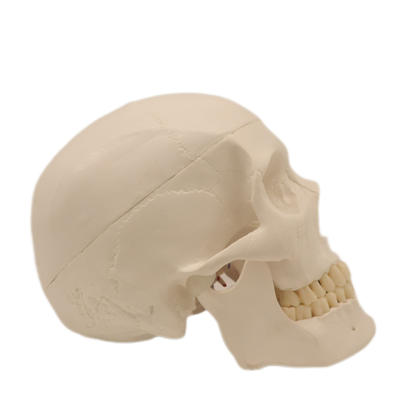 Good Quality Lab Teaching Models 3 Parts Human Muscular Skull Skeleton Models for Students