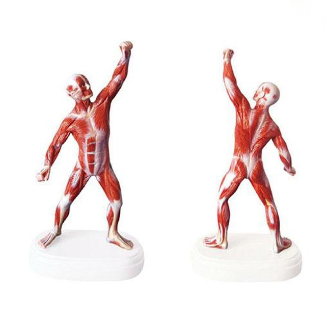 Medical Teaching Human Body Open Thoracic and Abdominal Model