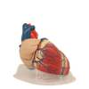 Medical Teaching Models Bone Color Human Teaching Skeleton Model of Expansion Model of Heart