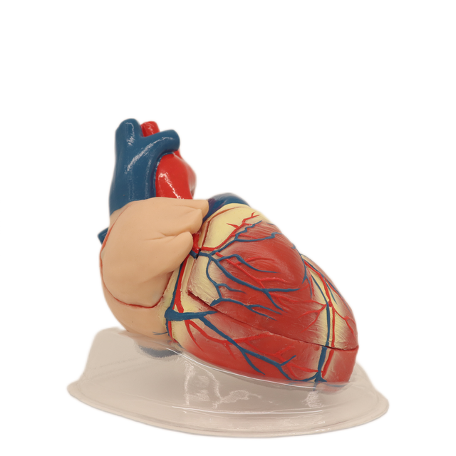 Medical Teaching Models Bone Color Human Teaching Skeleton Model of Expansion Model of Heart