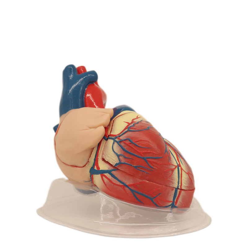 Medical Teaching Models Bone Color Human Teaching Skeleton Model of Expansion Model of Heart