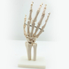 Disposable Medical Teaching Anatomical Model White Hand Bone of Hand Bone