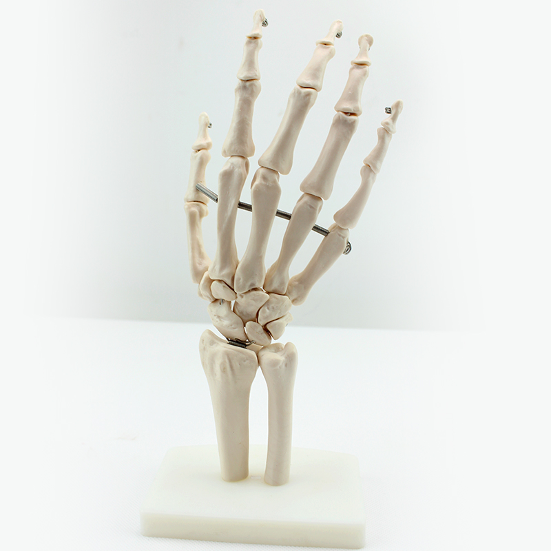 Disposable Medical Teaching Anatomical Model White Hand Bone of Hand Bone