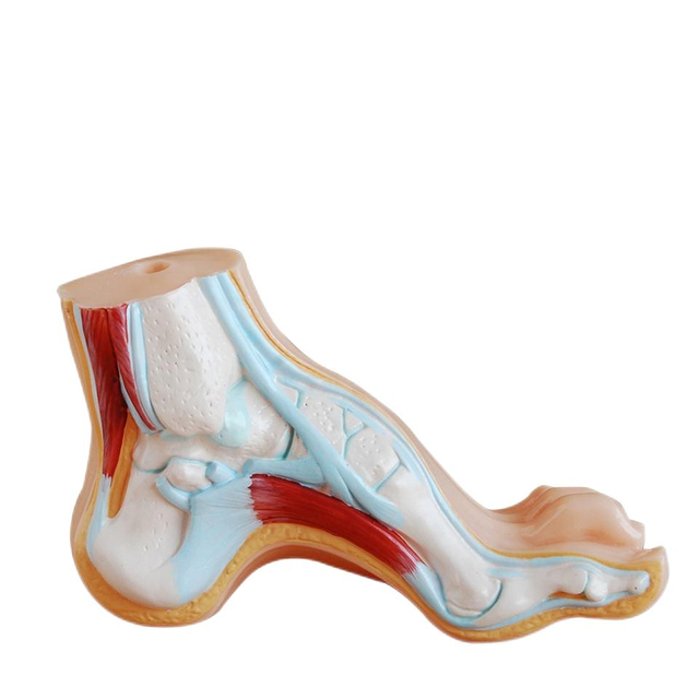 Teaching Showcase Normal Flat Arched Foot Teaching Model with Tarsalis 3 Parts