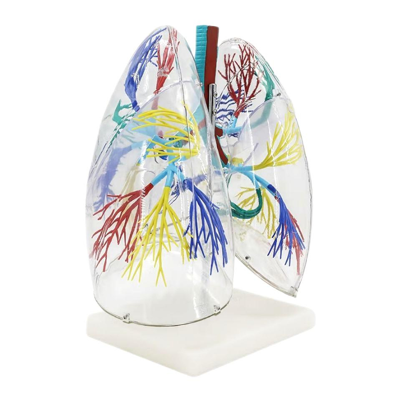 High Reproduction and Accuracy Medical Teaching Models Lung Segments Model