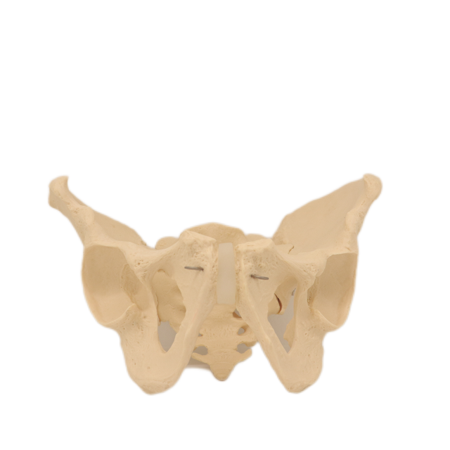 Good Quality Pelvis Lumbar Spine and Femoral Head Hip Bone Models