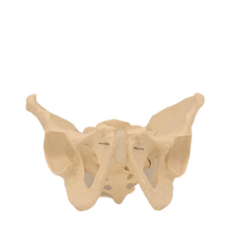 Good Quality Pelvis Lumbar Spine and Femoral Head Hip Bone Models