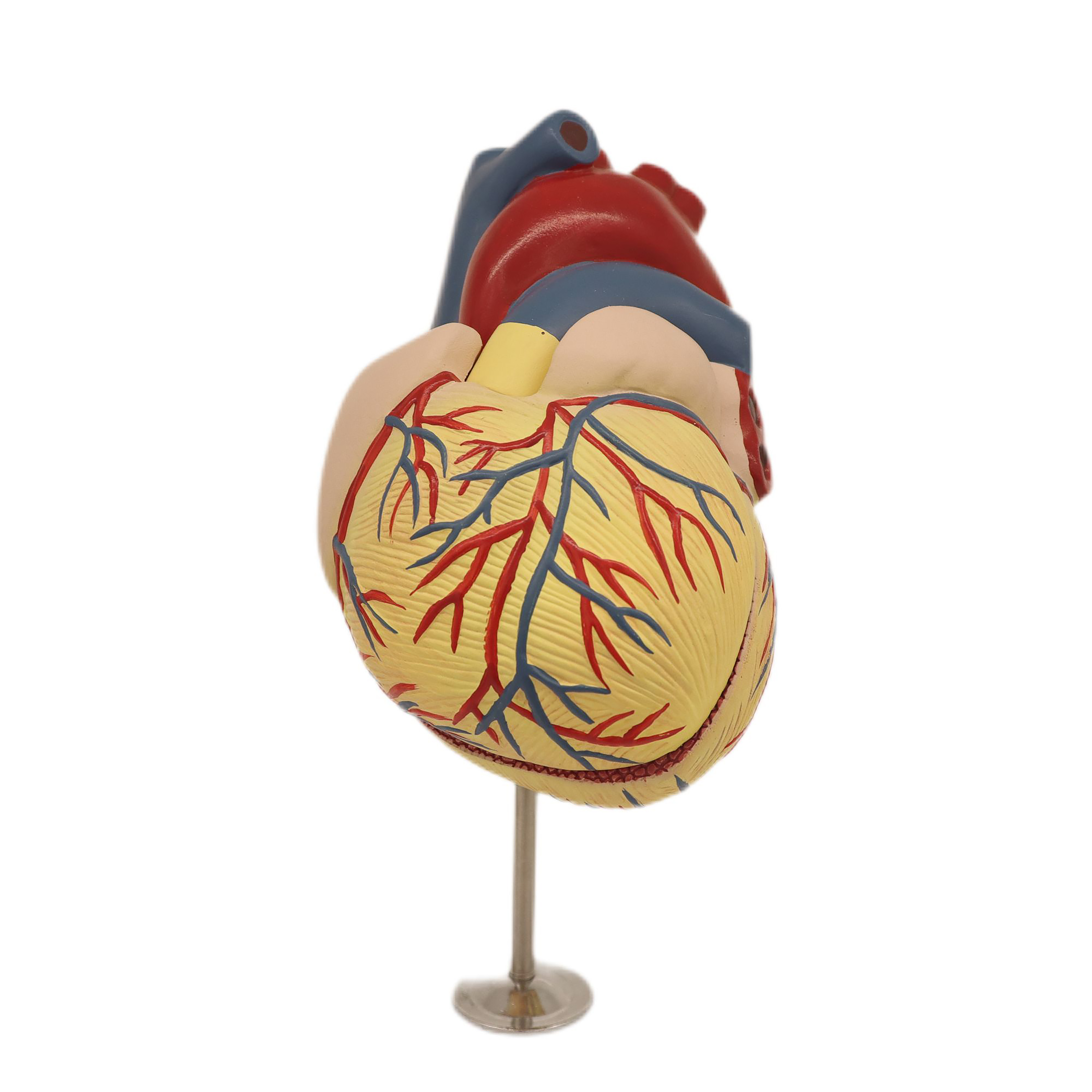 Medical Teaching Models Bone Color Human Skeleton Heart Dissection Model