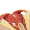 Lab Medical Teaching Models Male Perineum Model of PVC