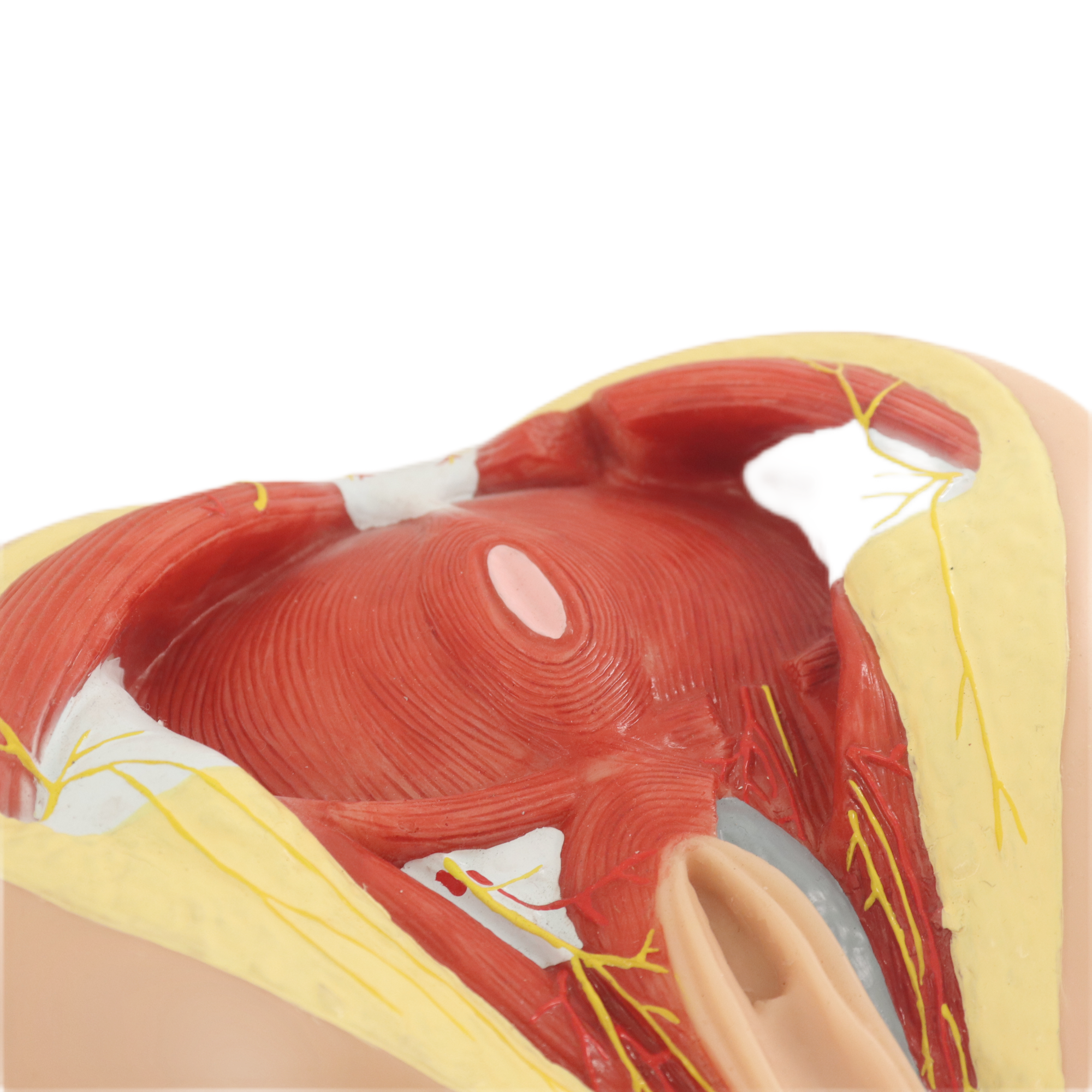 Lab Medical Teaching Models Male Perineum Model of PVC