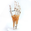 Best Selling Hand Functionality Demonstration Lab Models Life-Size Ligaments PVC Hand Joint