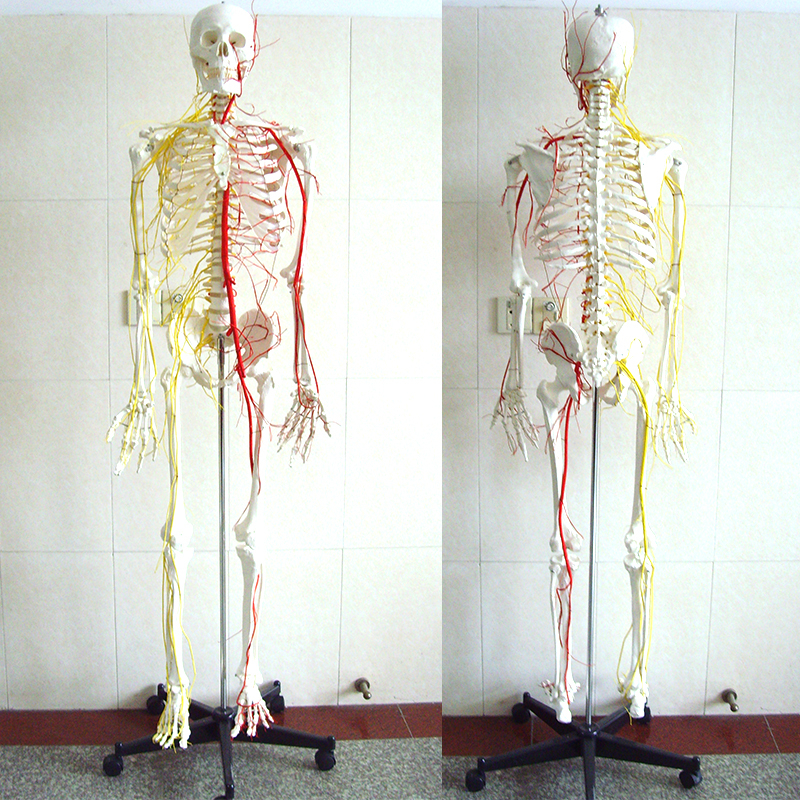 Medical Teaching Models Bone Color Human Teaching Skeleton 170cm Human Skeleton with Main Arteries and Spinal Nerves of PVC