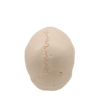 Medical Teaching Models Bone Color Human Skeleton Model Adult Skull with Blood Vessels and Nerves