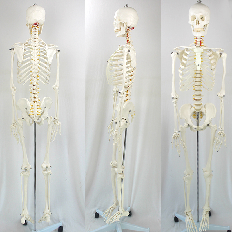 Lab Models Removed Flexible Human Long-Lasting Durability Natural Size Skeleton Model