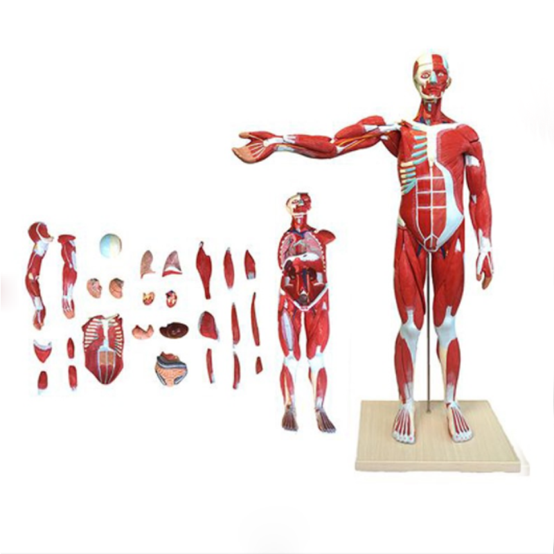 Medical Teaching Human Body Open Thoracic and Abdominal Model