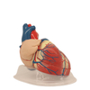 Medical Teaching Models Bone Color Human Teaching Skeleton Model of Expansion Model of Heart