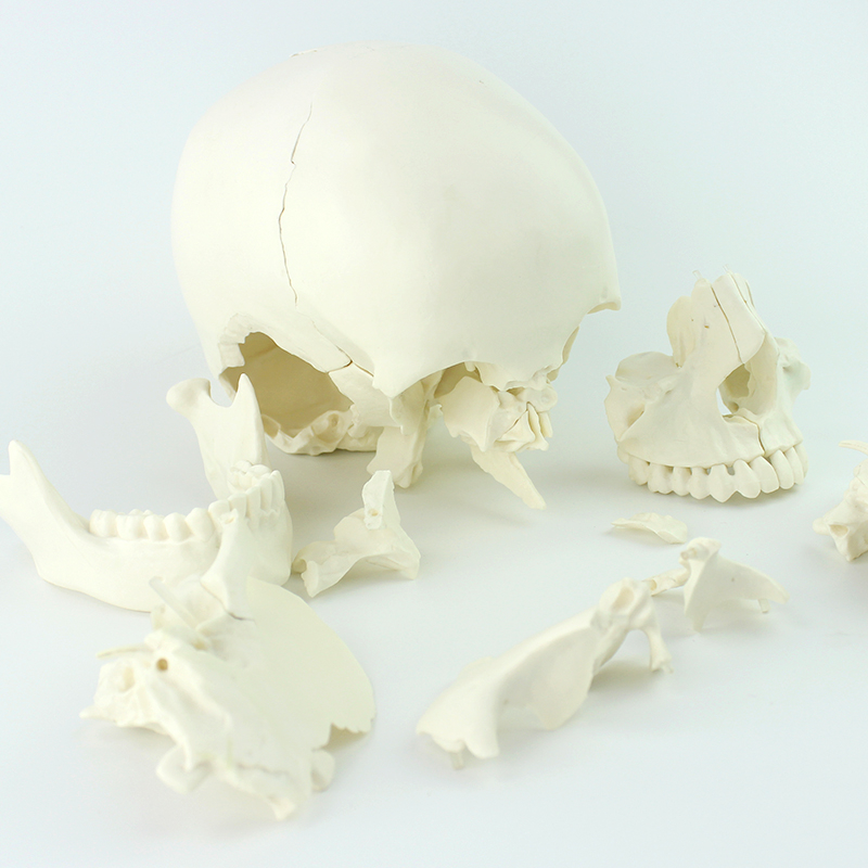 Low Price Strong Support PVC Humam Anatomical Model Human Muscular Skull