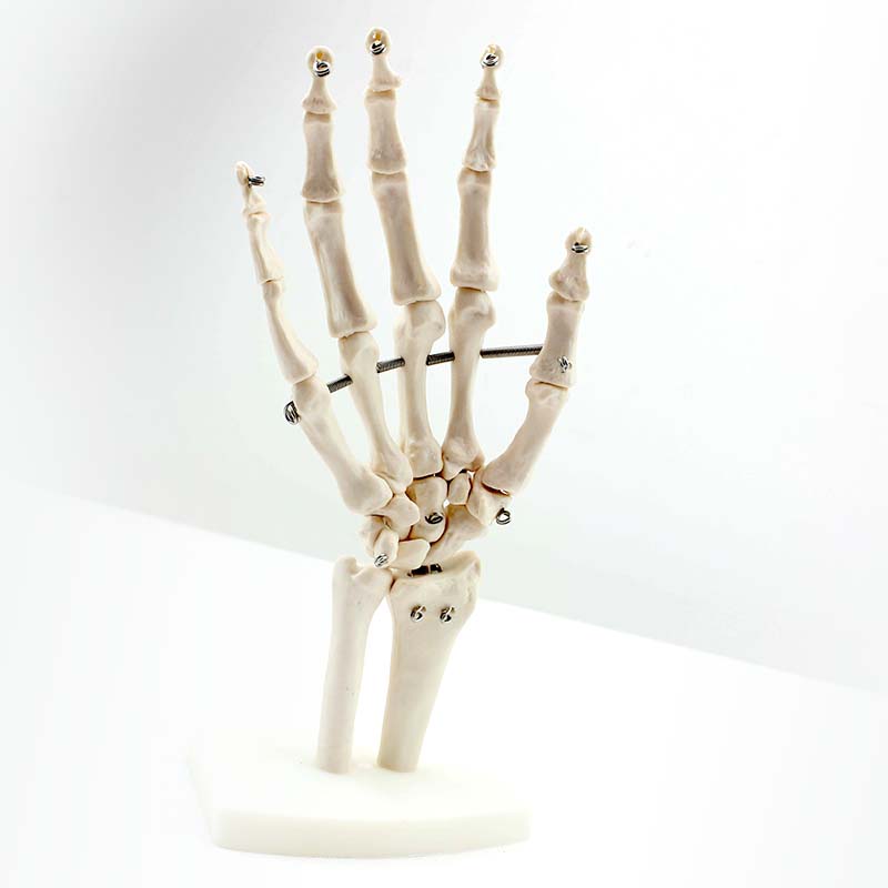 Disposable Medical Teaching Anatomical Model White Hand Bone of Hand Bone