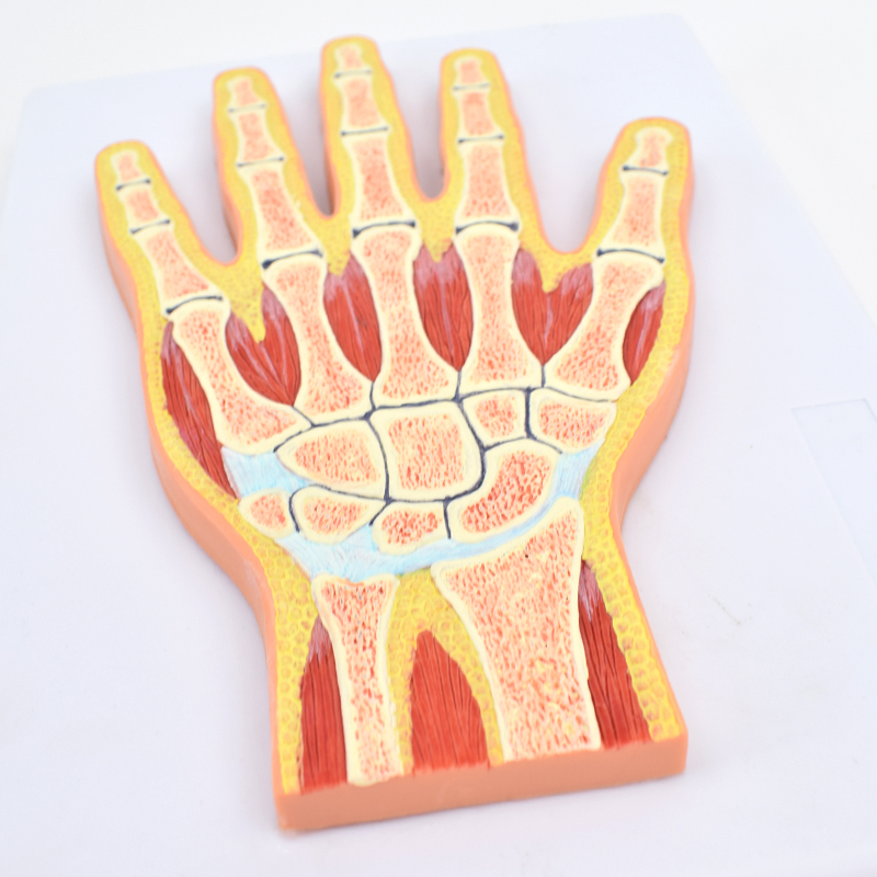 High Reproduction and Accuracy Medical Teaching Models Bone Color Human Teaching Skeleton Model of Hand Section