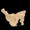 Good Quality Pelvis Lumbar Spine and Femoral Head Hip Bone Models