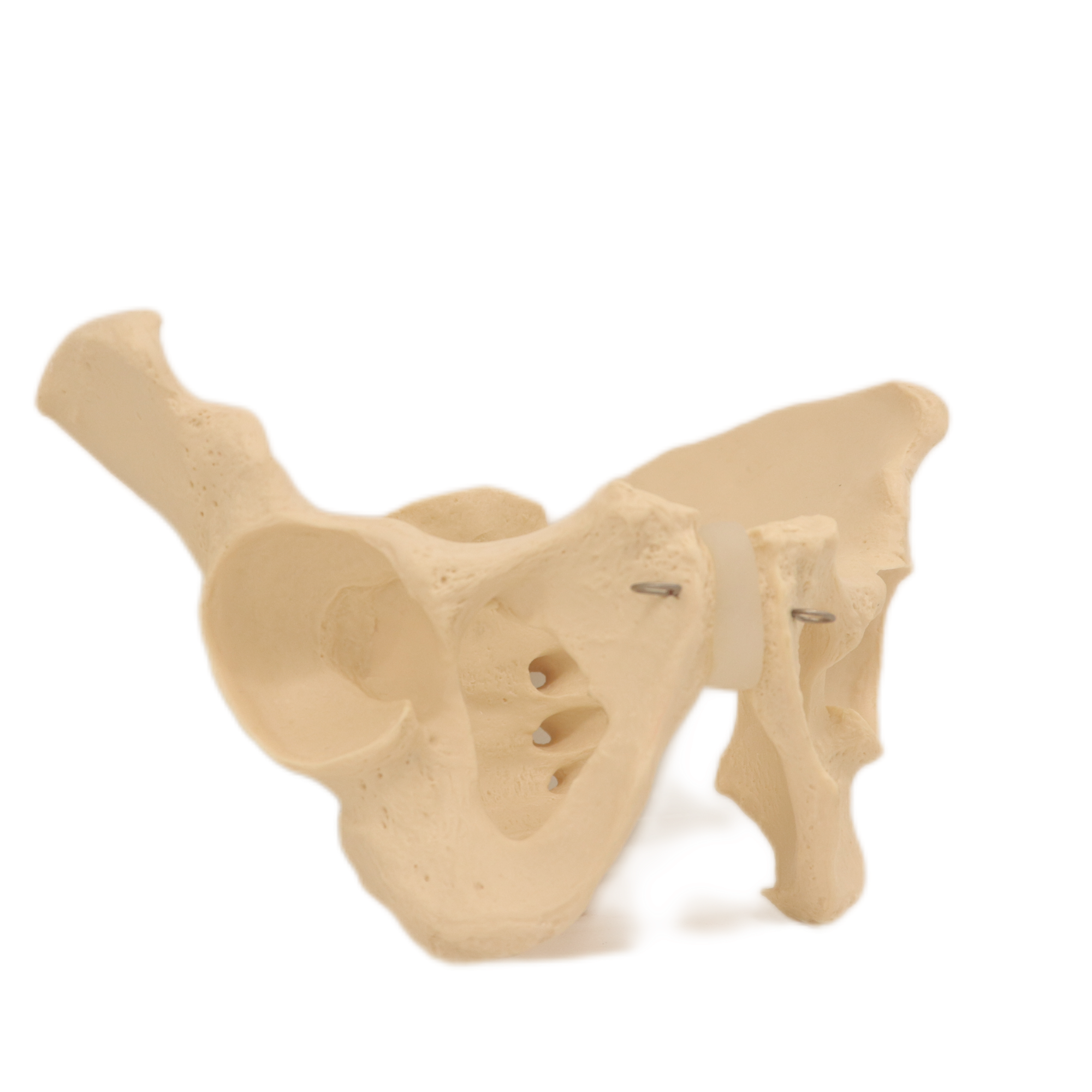 Good Quality Pelvis Lumbar Spine and Femoral Head Hip Bone Models