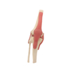 Medical Teaching Models Bone Color Human Teaching Skeleton Knee Joint Model