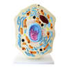 High Quality PVC Humam Anatomical Model The Model of Animal Cell