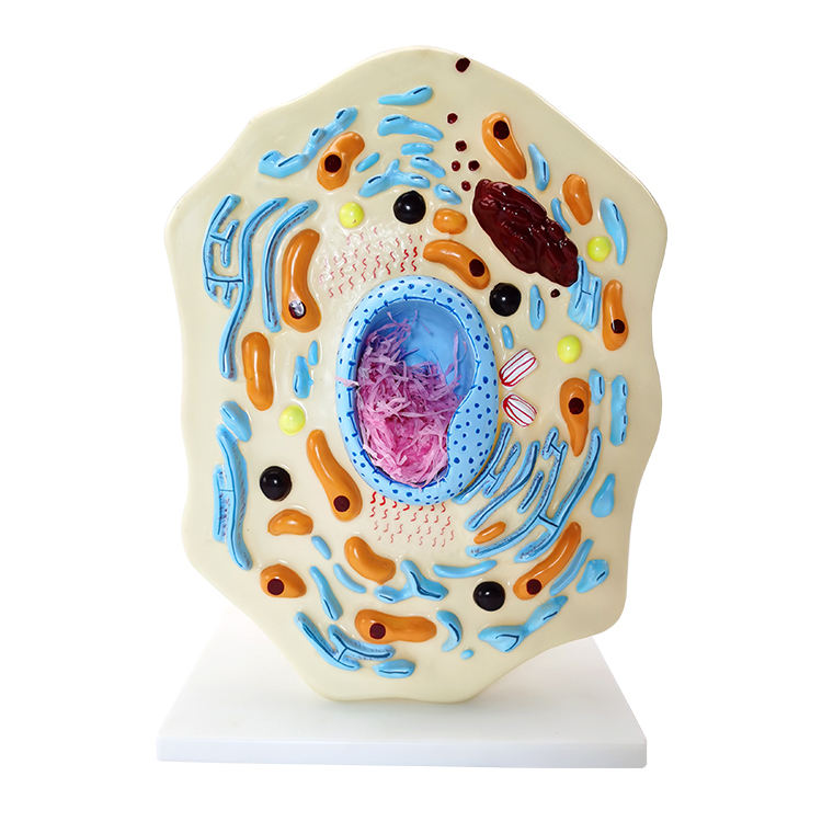 High Quality PVC Humam Anatomical Model The Model of Animal Cell