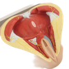 Lab Medical Teaching Models Male Perineum Model of PVC