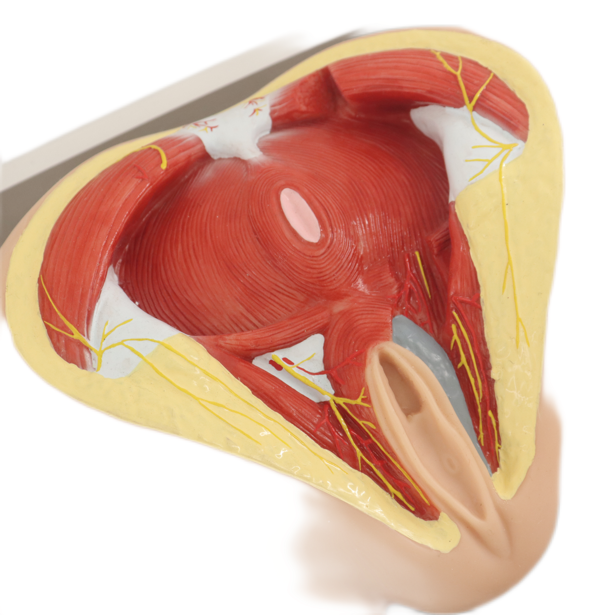 Lab Medical Teaching Models Male Perineum Model of PVC