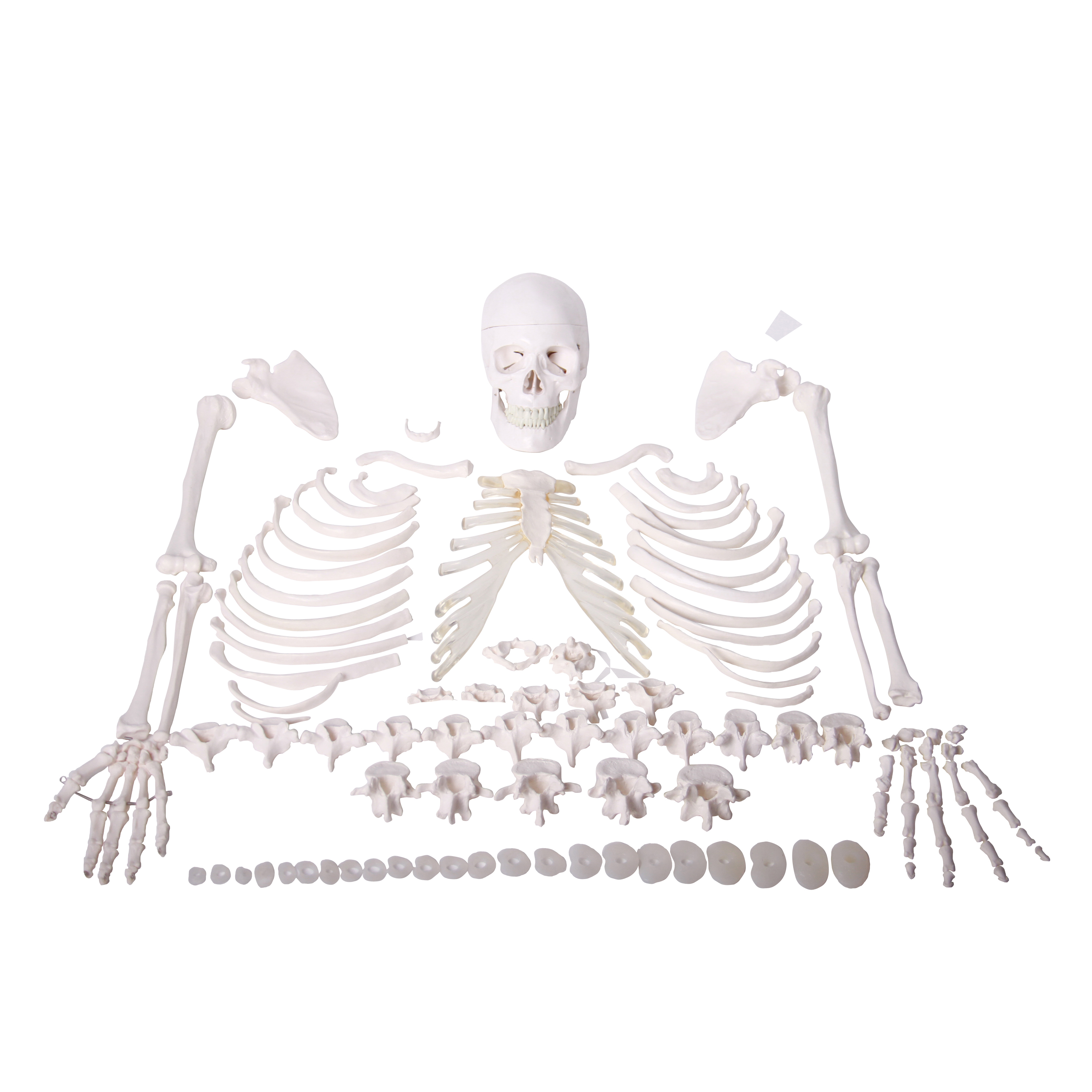 Medical Teaching Models Nature Size Human Whole Body Bone Model Disarticulated Skull Skeleton of PVC